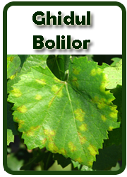 Ghidul bolilor